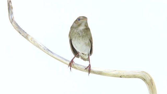 nightingale (Luscinia luscinia) isolated on a white background  in studio shot