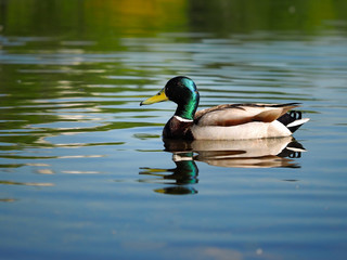 Duck Drake beautiful. Floats on water bird