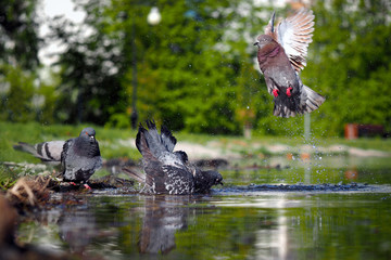 Pigeons bathe in the pond. Splashes, drops of water. The summer heat