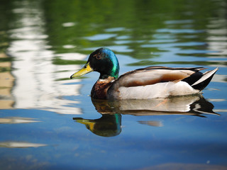 Duck Drake beautiful. Floats on water bird