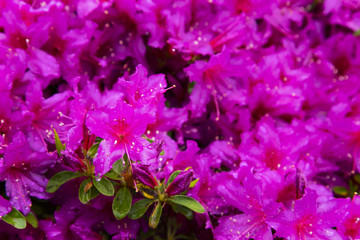 azaleas