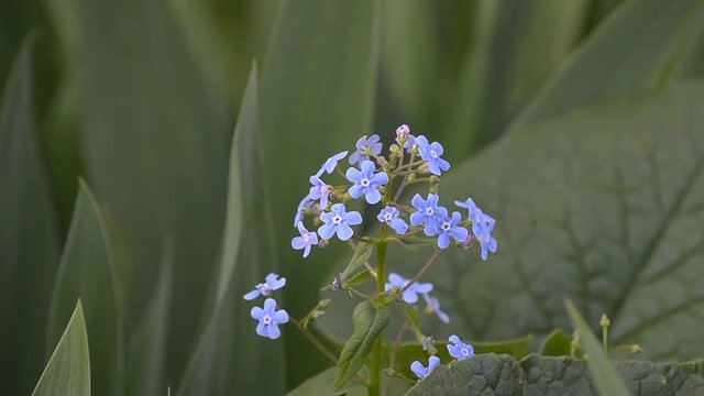 Blooming blue forget-me-nots in spring.