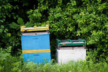 beehives by the edge of a green forest