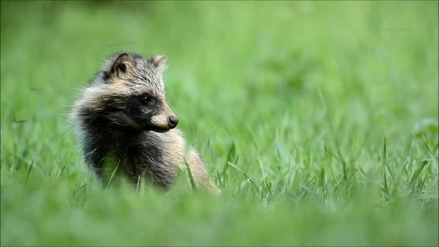 Racoon dog