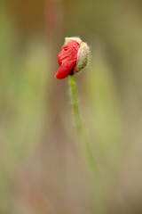 Coquelicot