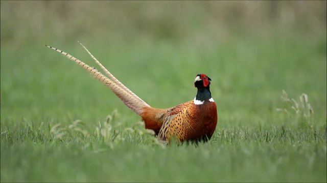 Ringneck pheasant 