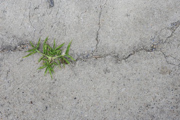 Cement floor in garden