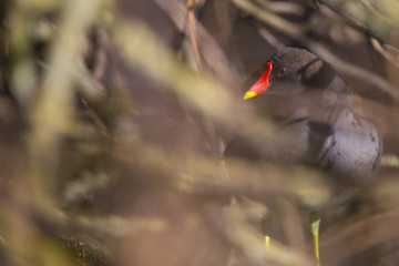 Teichhuhn (Gallinula chloropus)