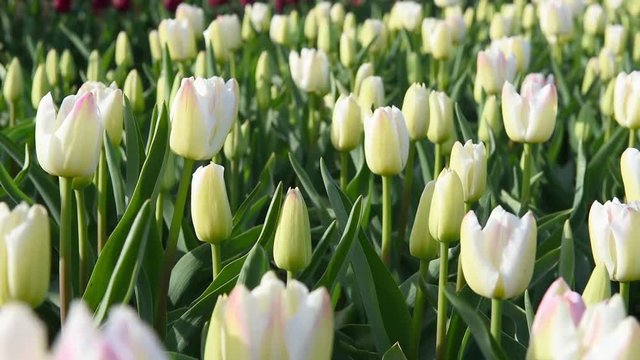 Lots of white blossoming tulips planted in a line. Holland tulip field.
