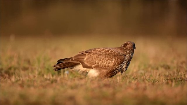 Common buzzard (Buteo buteo)