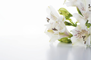 Close-up of a bouquet of lily flowers on white background. Isolated. Copy space.