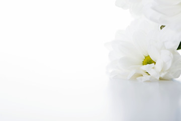 Daisy flowers on white background. Isolated.