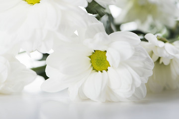 Close-up of daisy flowers on white background. Isolated.