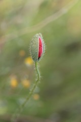 Coquelicot