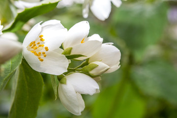 Jasmine flower.