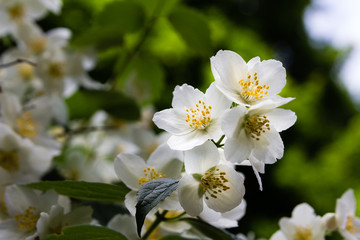Jasmine flower.