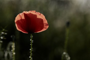 Coquelicot