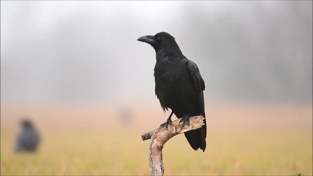Raven (corvus corax)