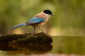 Small bird with blue tail on a stone in the middle of the lake