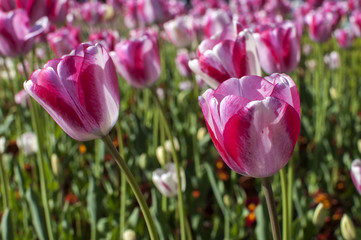White-pink tulips in a garden park closeup as floral background
