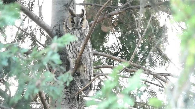 Long eared owl (Asio otus)