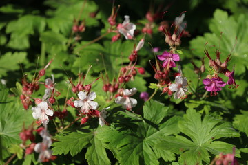 Storchschnabel Blüte
