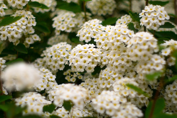 Cluster of White Flowers  Narrow DOF