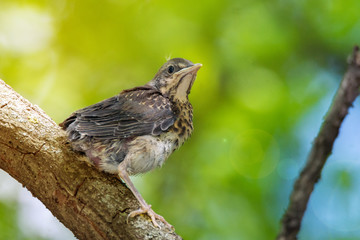 blackbird rowan on a branch