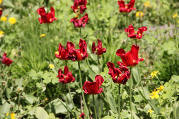 Fototapeta premium Fades red tulips