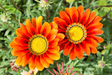 Two large orange flowers with a yellow core background