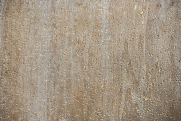 Fototapeta premium Wood wall