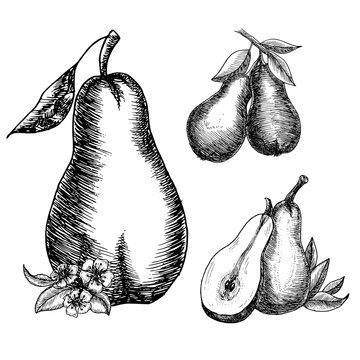 Hand drawn pears