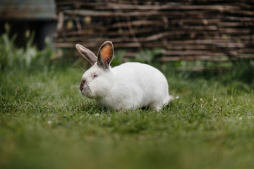 close up in top view of young cute rabbit's face