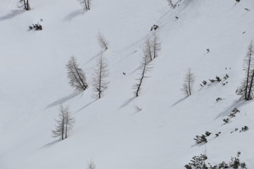verschneiter Berghang mit einzelnen Fichten
