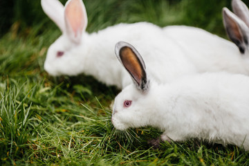 two rabbits in green grass on the farm.