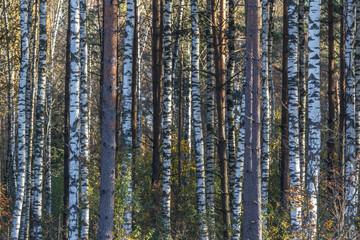 Stand of straight birch trees.