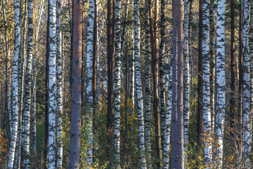 Fototapeta premium Stand of straight birch trees.