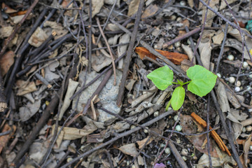 plant