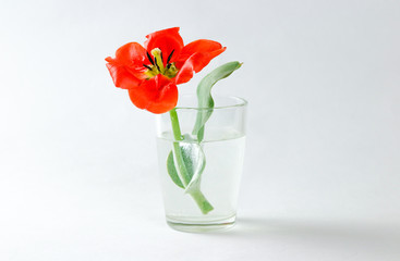 Red Tulip in a glass beaker filled with water. Closeup. Red flower. Isolated on white background