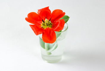 Red Tulip in a glass beaker filled with water. Closeup. Red flower. Isolated on white background