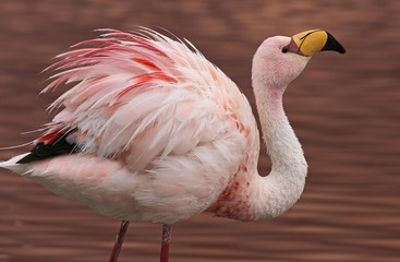 James Flamingo (Phoenicoparrus jamesi) at Laguna Colorada (Bolivia)