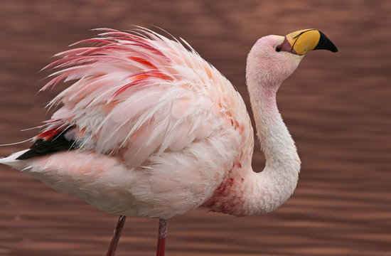 Fototapeta James Flamingo (Phoenicoparrus jamesi) at Laguna Colorada (Bolivia)