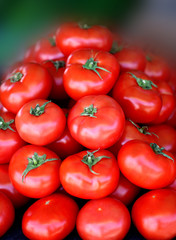 Delicious red tomatoes