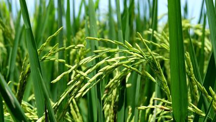 close up of green rice field