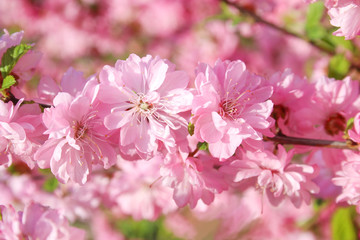 Fototapeta premium Sakura. Cherry blossoms in Springtime. Pink spring blossom background.