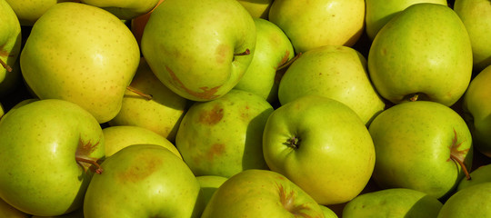 Green apples background on a bright sunny day.