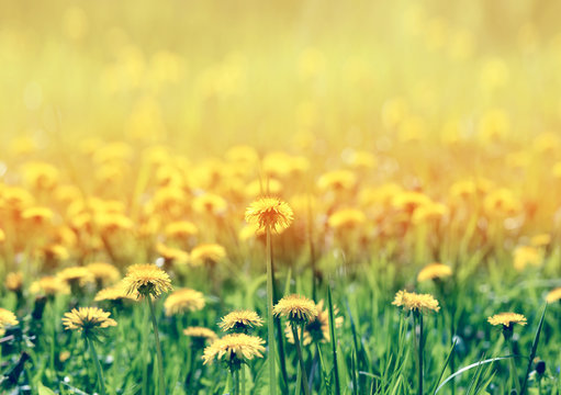 spring background with dandelions