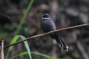 Fototapeta premium White-throated Fantail (Rhipidura albicollis) in Borneo, Malaysia - ノドジロオウギビタキ