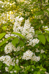 Natural white flowers on a tree. Green tree with flowers.