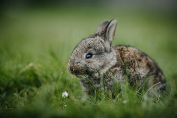 close up in top view of young cute rabbit's face
